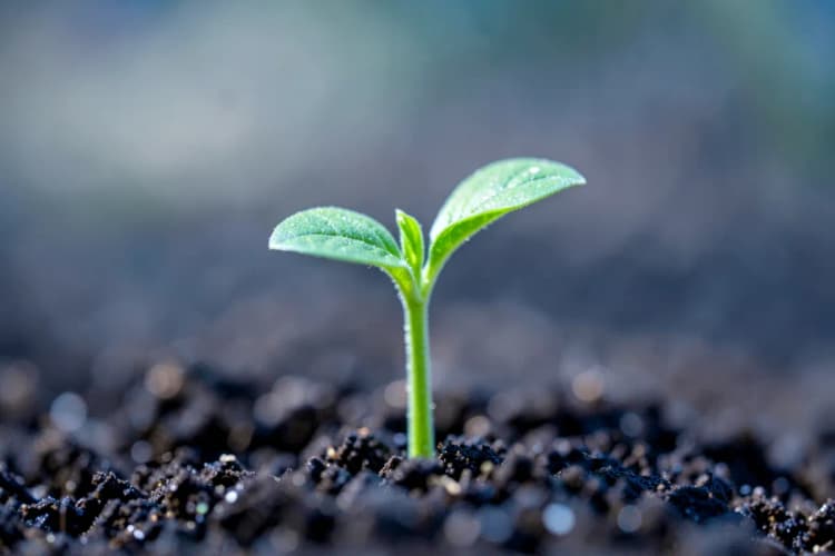 Uma pequena planta crescendo em solo fértil, simbolizando o crescimento capilar.